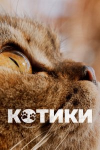 Котики (2022) Котики (2022)