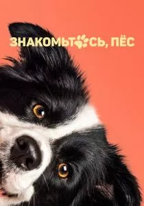 Знакомьтесь, пёс (2022) Знакомьтесь, пёс (2022)